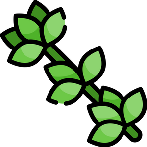 Thyme